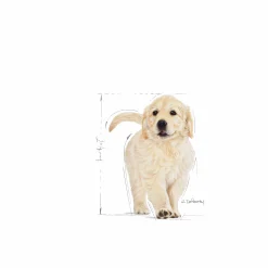 Valpfoder Royal Canin Golden Retriver Puppy 12kg