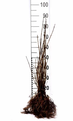 Vanlig Liguster 40-60cm Barrotad