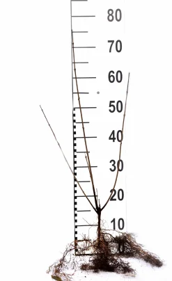 Vanlig Liguster 40-60cm Barrotad