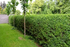 Vanlig Liguster 20-40cm Krukodlad