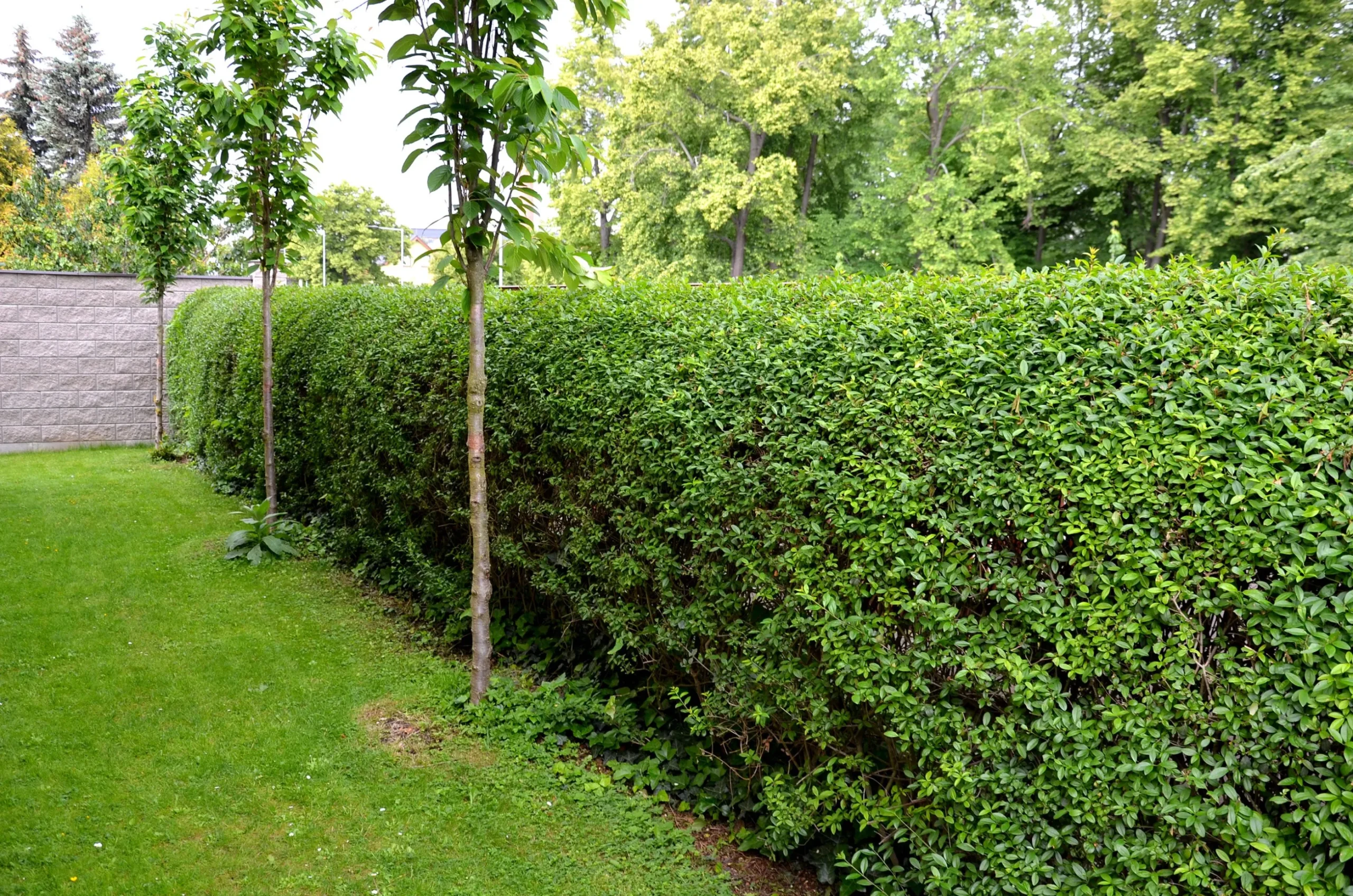 Vanlig Liguster 20-40cm Krukodlad