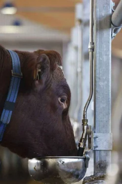Vattenkopp DeLaval S22 rostfri 4L
