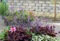 Verbena lat. Verbena bonariensis 'Bampton'