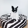 Överdrag Bia Bed Premium Rund Zebra 50cm