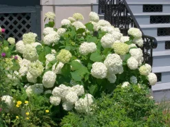 Vidjehortensia 'Annabelle' Krukodlad