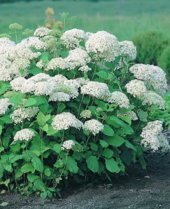 Vidjehortensia 'Annabelle' Krukodlad