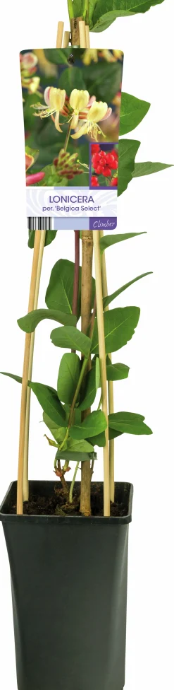 Vildkaprifol 'Belgica Select'