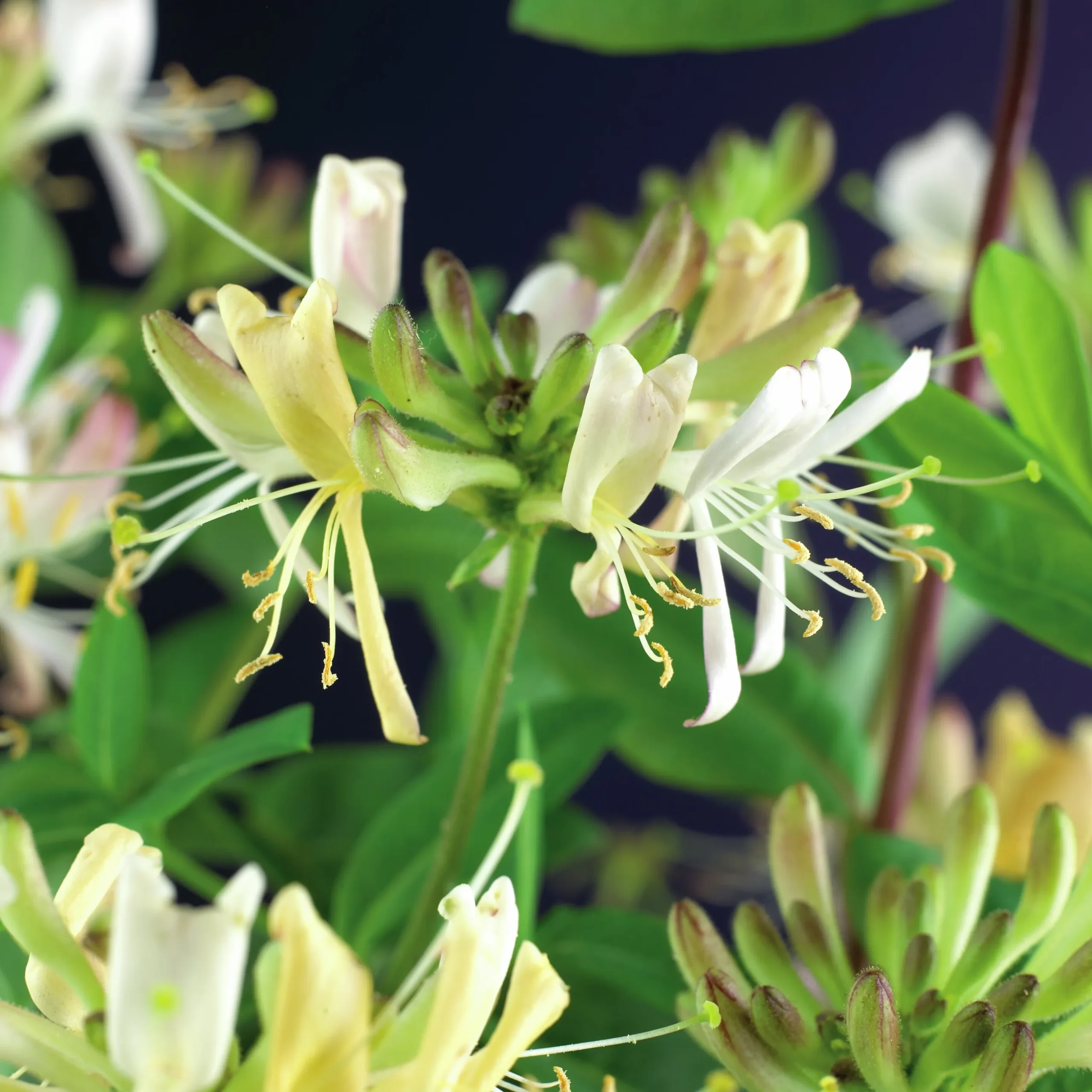 Vildkaprifol 'Belgica Select'