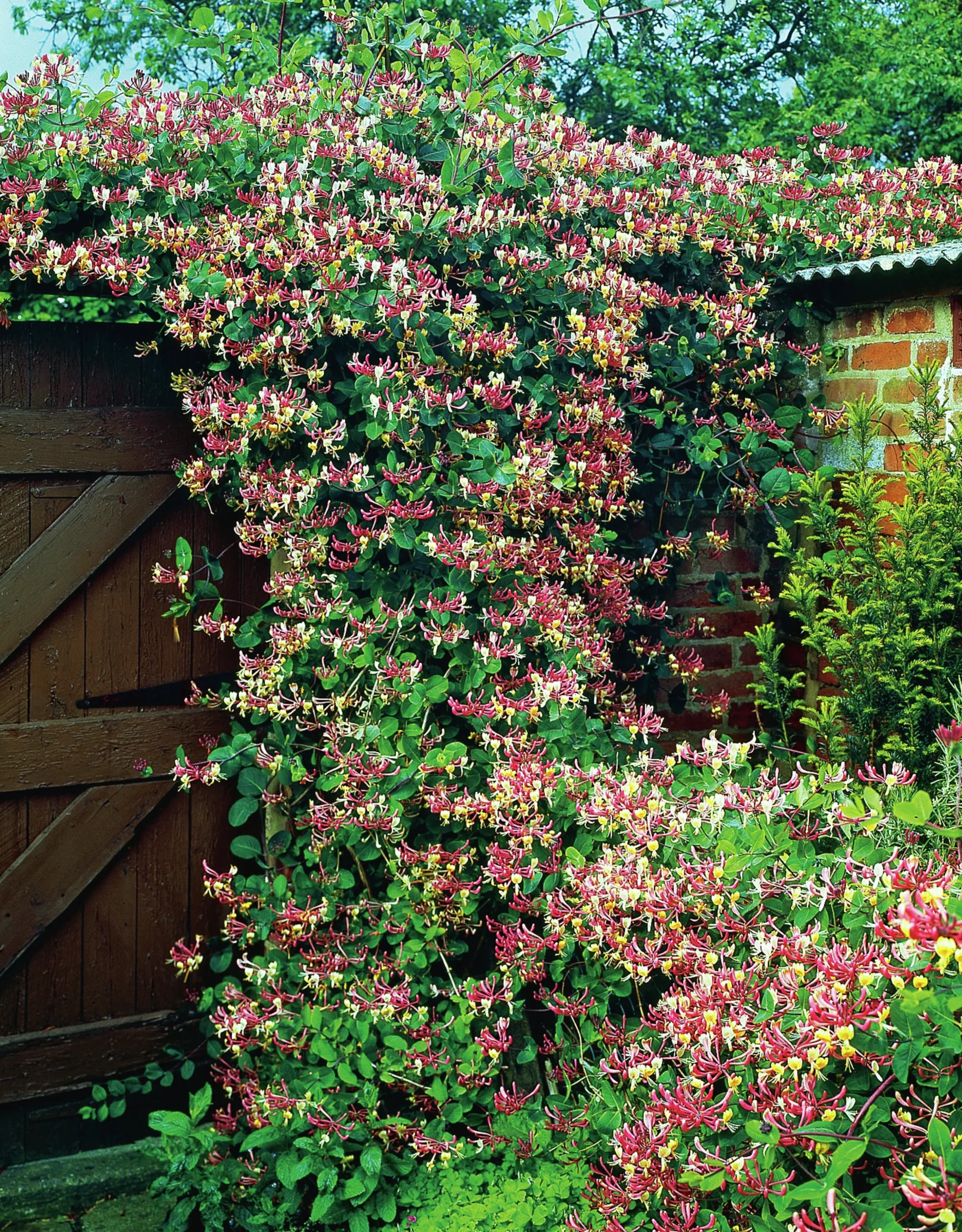 Vildkaprifol 'Serotina'