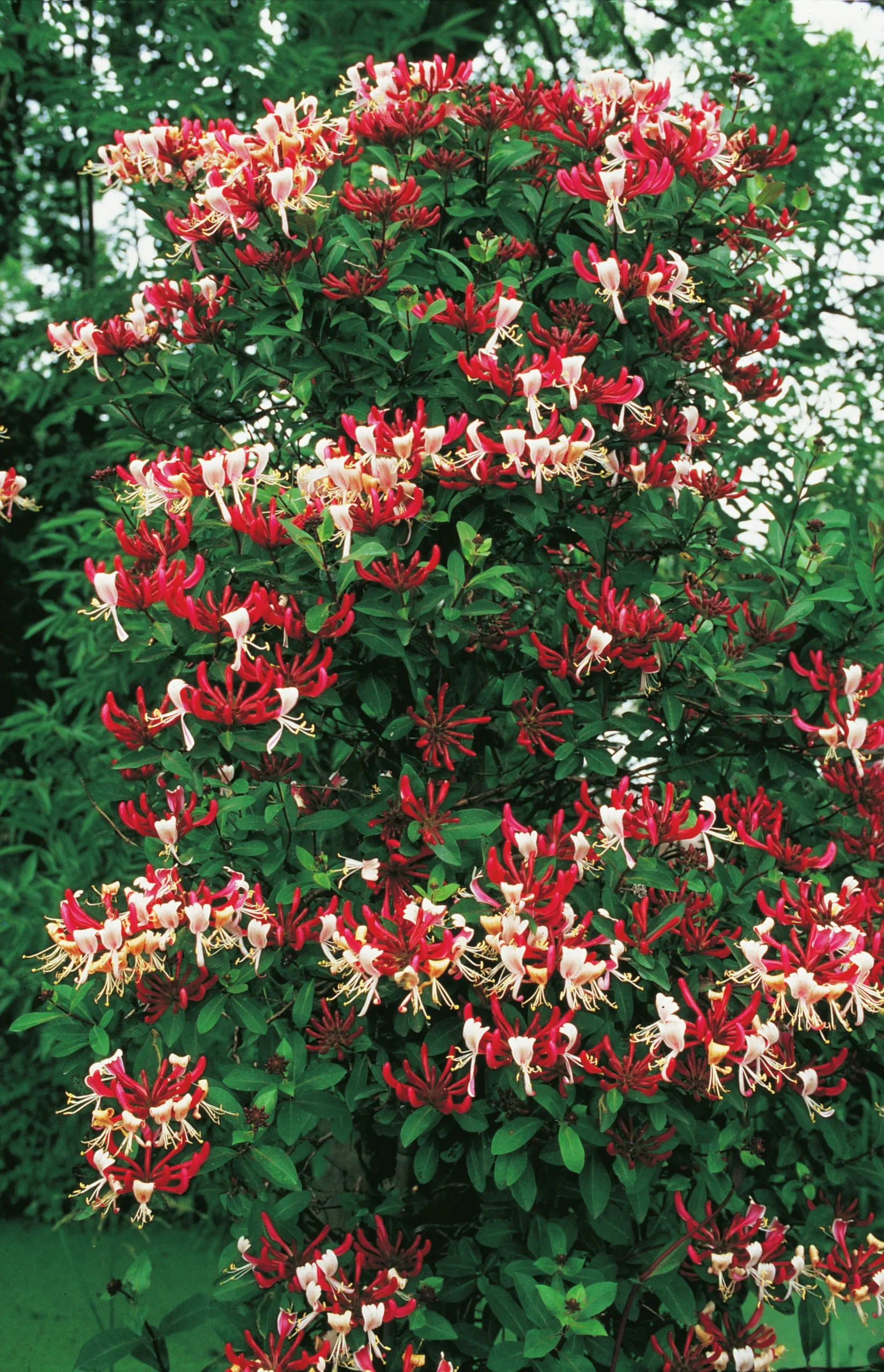 Vildkaprifol 'Serotina'