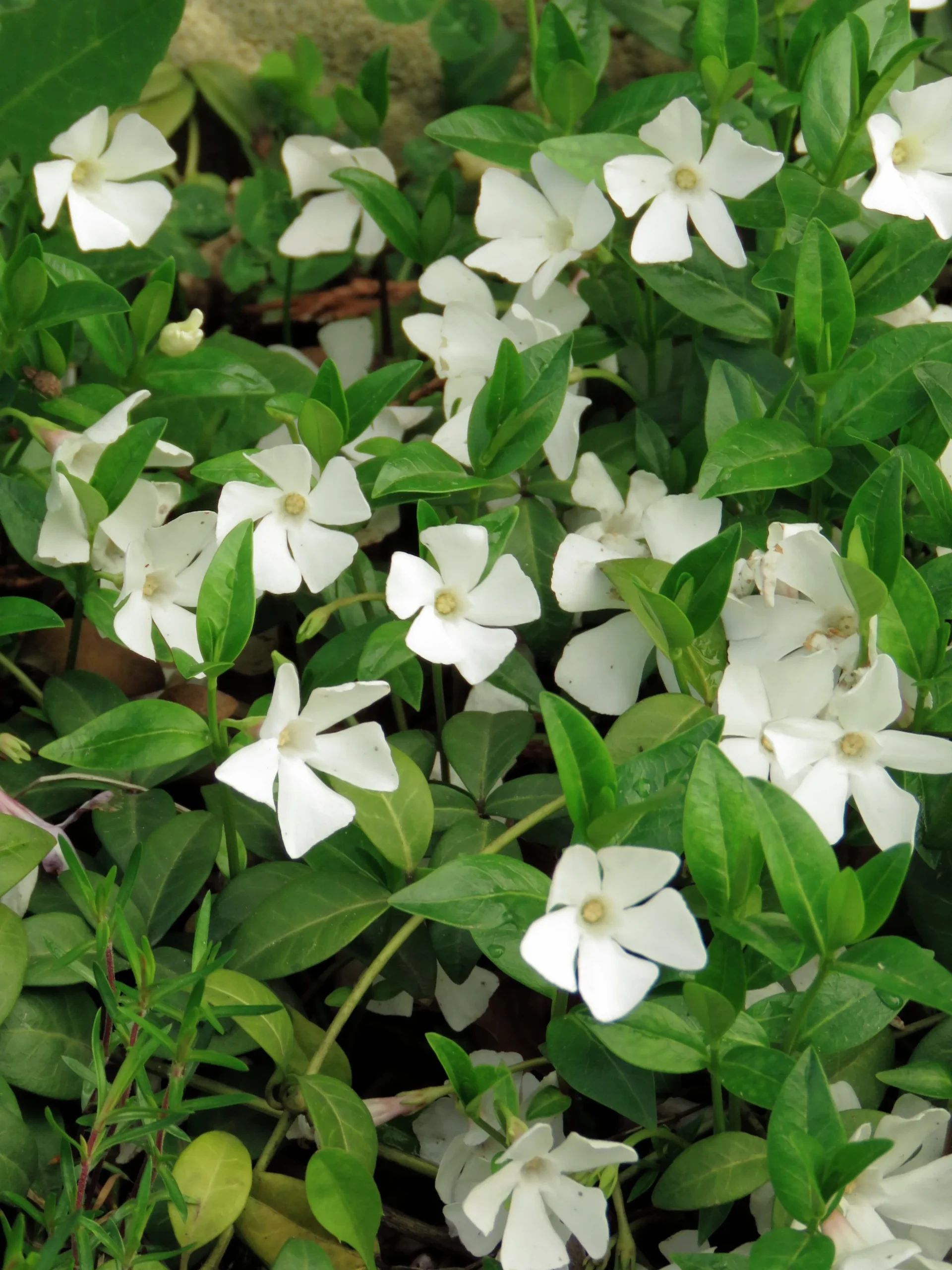Vintergröna 'Alba'