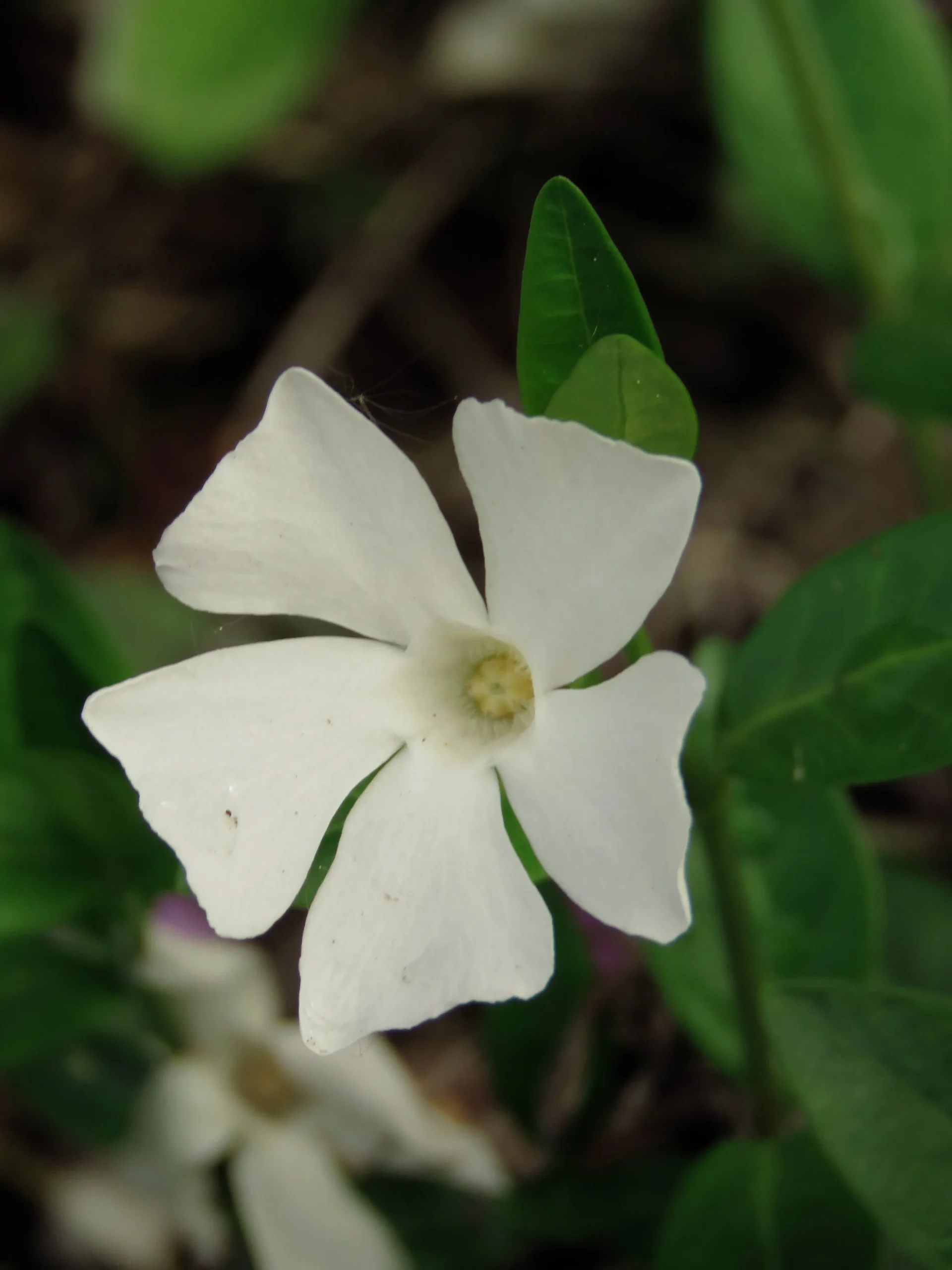 Vintergröna 'Alba'