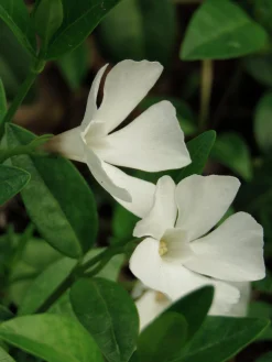 Vintergröna 'Alba'