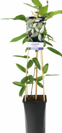 Vintergrön Klematis Armandii