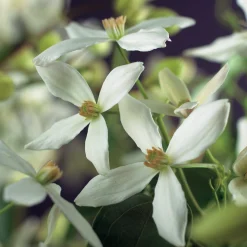 Vintergrön Klematis Armandii