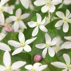 Vintergrön Klematis Armandii 'Apple Blossom'
