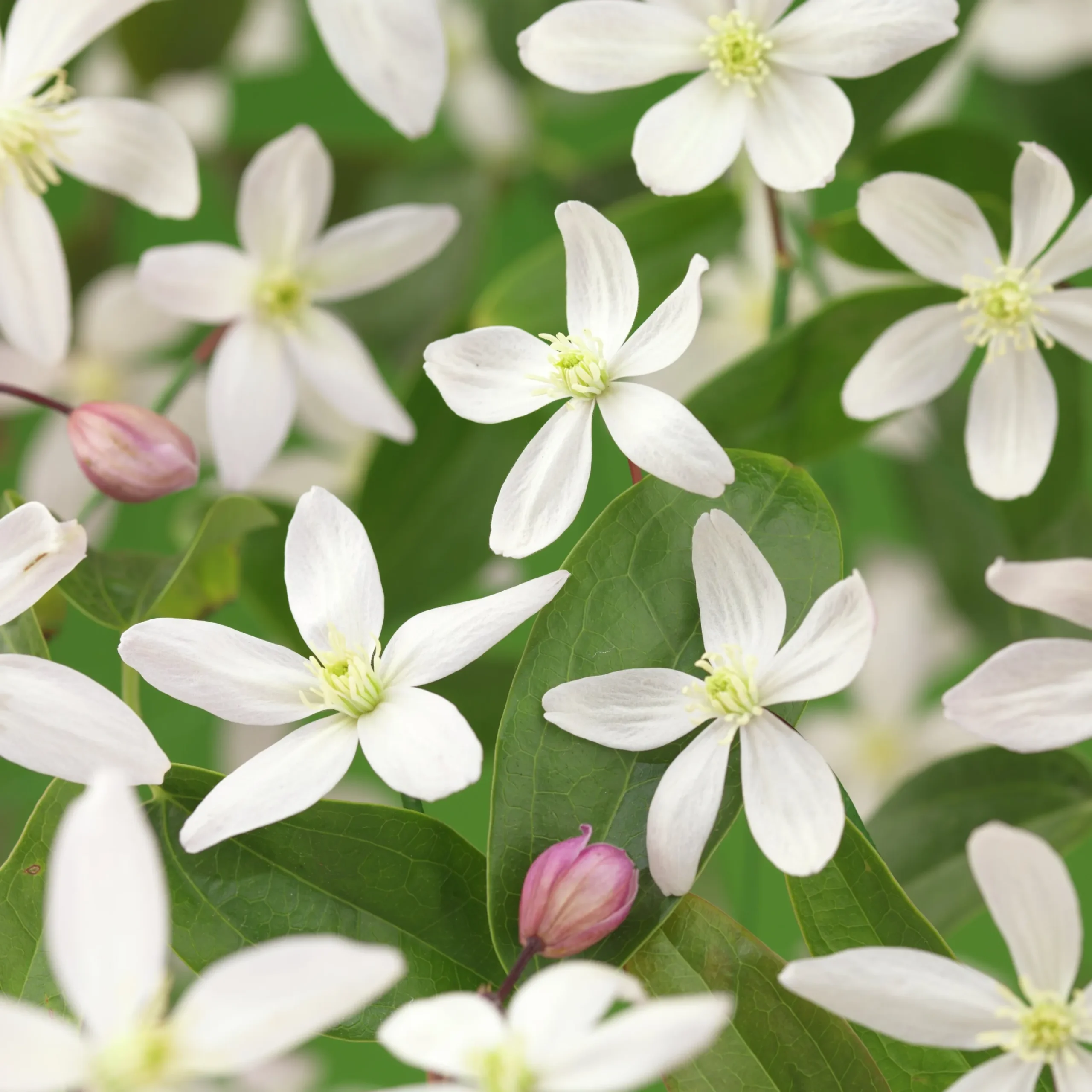 Vintergrön Klematis Armandii 'Apple Blossom'