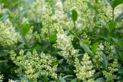 Vintergrön Liguster 'Atrovirens' 20-40cm Krukodlad