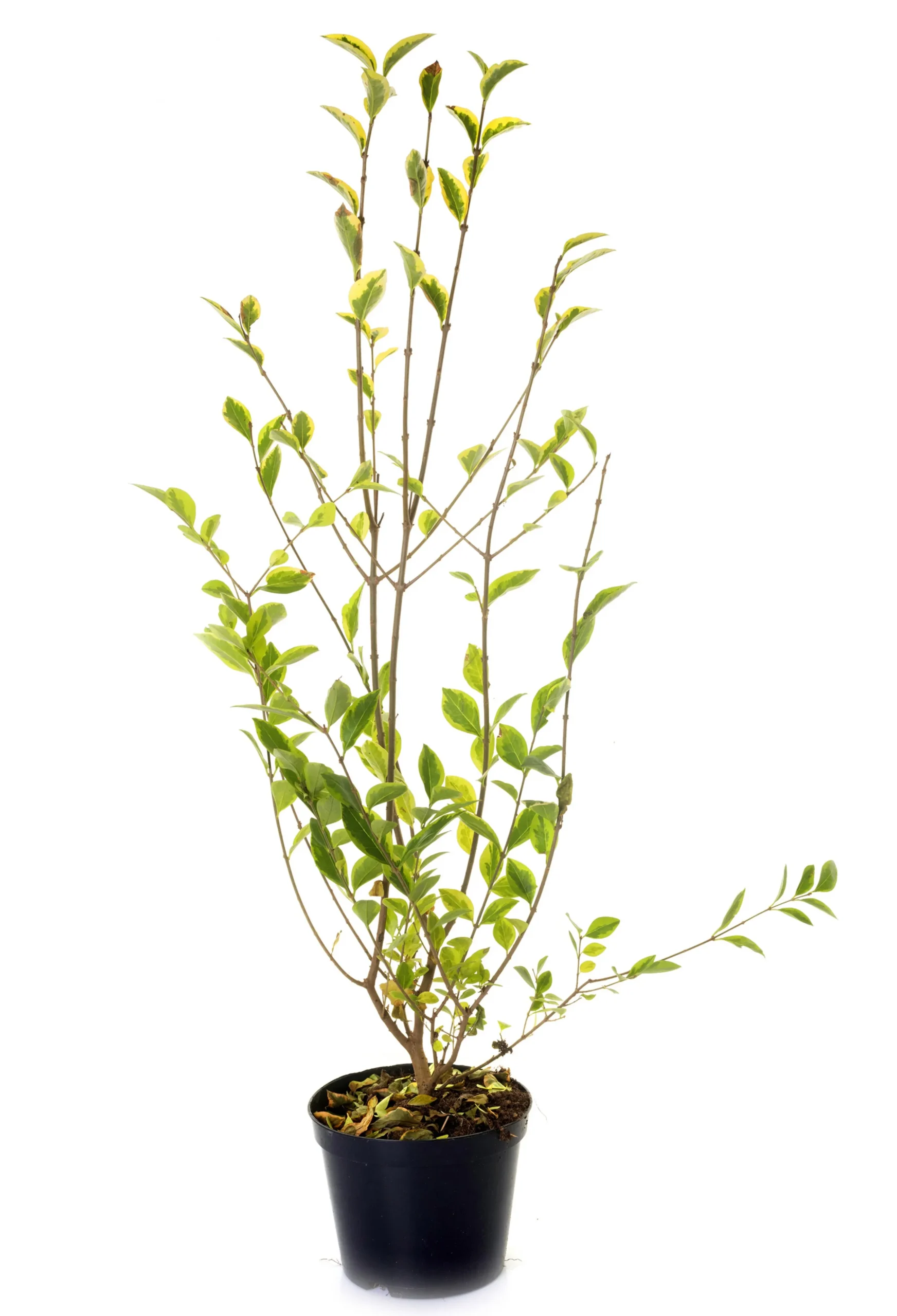 Vintergrön Liguster 'Atrovirens' 40-60cm Krukodlad
