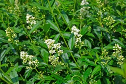 Vintergrön Liguster 'Atrovirens' 40-60cm Krukodlad