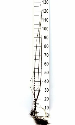 Vintergrön Liguster 'Liga' 50-80cm 3-5grenar Barrotad