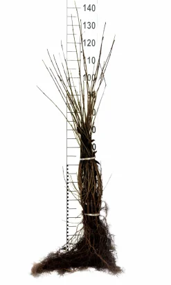 Vintergrön Liguster 'Liga' 50-80cm 3-5grenar Barrotad