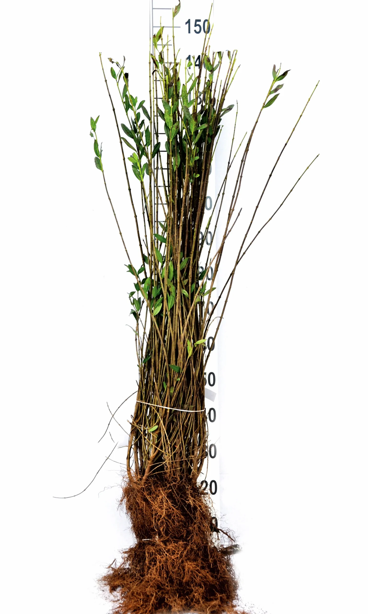 Vintergrön Liguster 'Liga' Goliath 125-150cm Barrotad