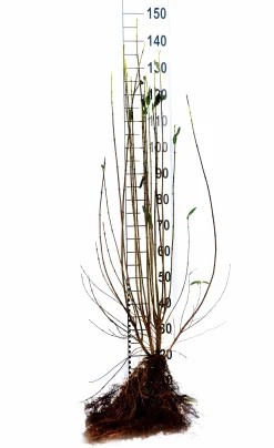 Vintergrön Liguster 'Liga' Goliath 125-150cm Barrotad