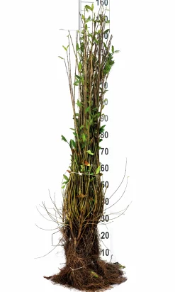 Vintergrön Liguster 'Liga' Goliath 80-120cm Barrotad