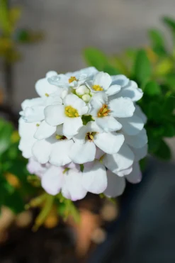 Vinteriberis 'Schneeflocke'