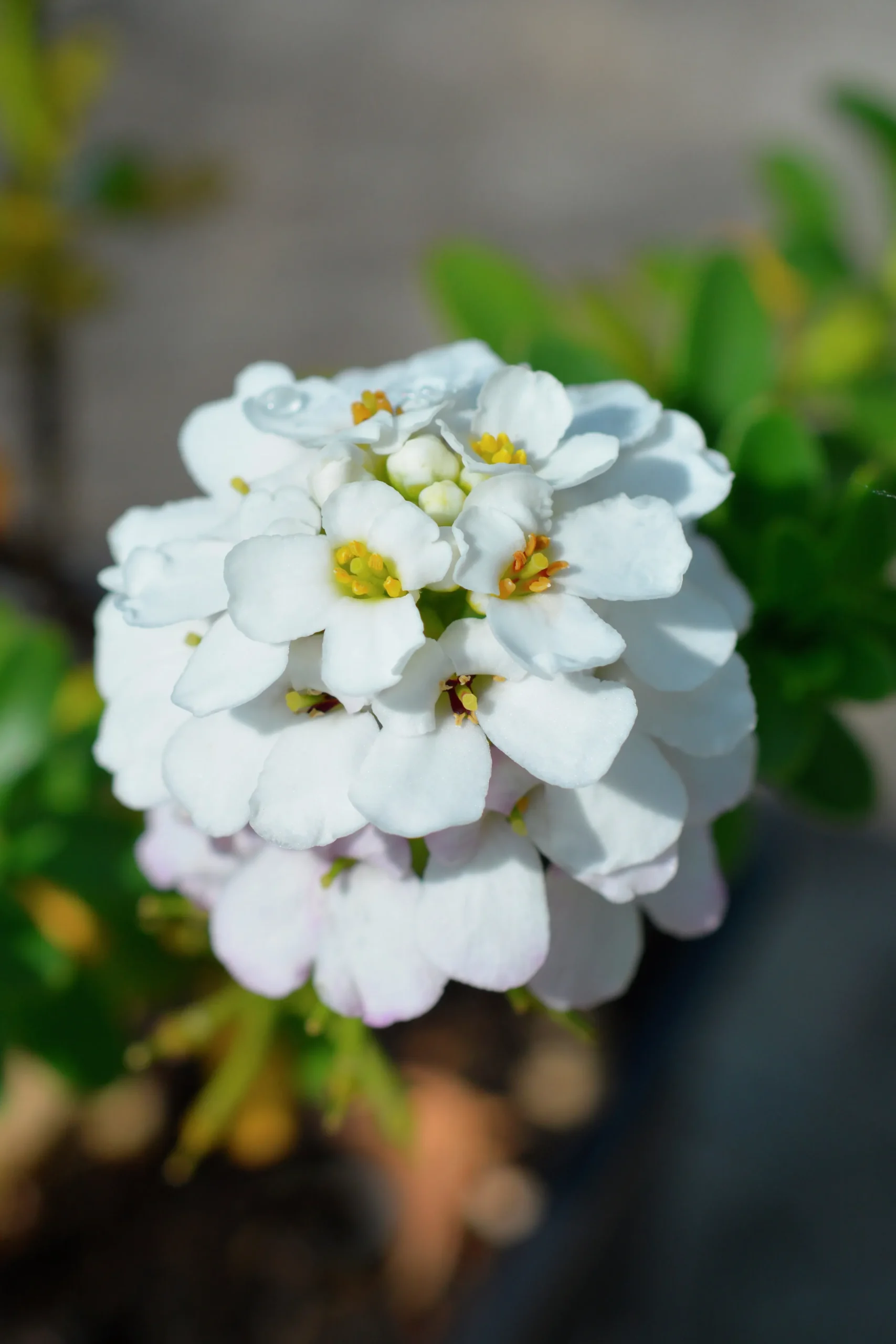Vinteriberis 'Schneeflocke'