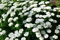 Vinteriberis 'Schneeflocke'