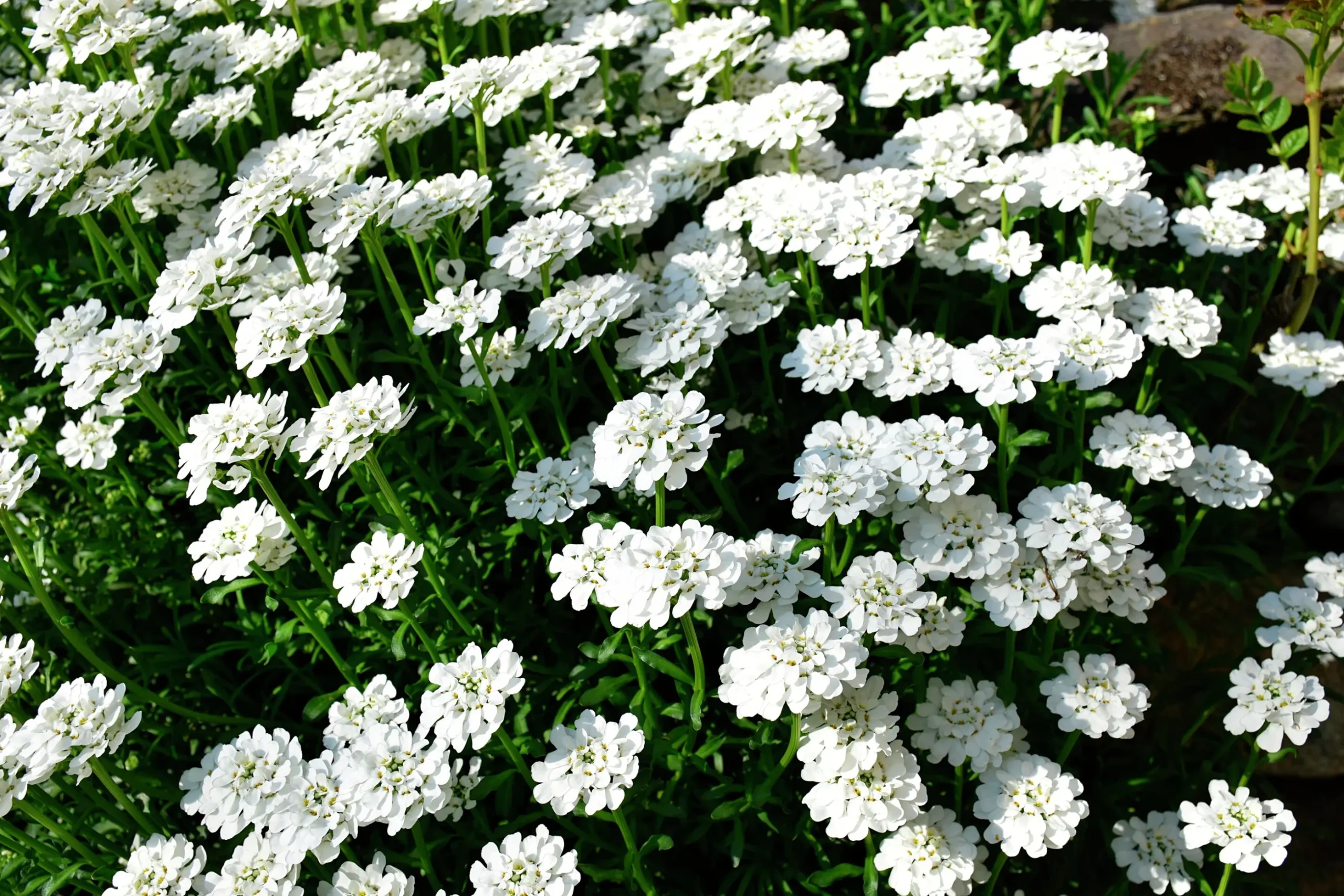 Vinteriberis 'Schneeflocke'