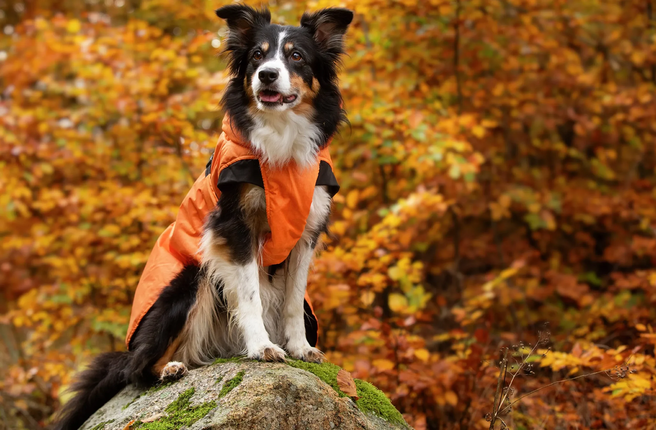 Vintertäcke Dogman Pom Orange