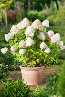 Vipphortensia 'Limelight' Krukodlad