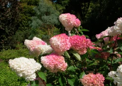 Vipphortensia 'Vanille Fraise' Krukodlad