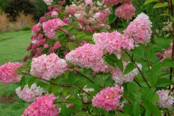 Vipphortensia 'Vanille Fraise' Krukodlad
