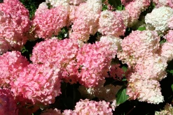 Vipphortensia 'Vanille Fraise' Krukodlad