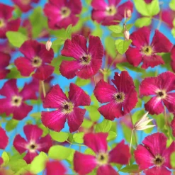 Vippklematis Terniflora 'Rubra'