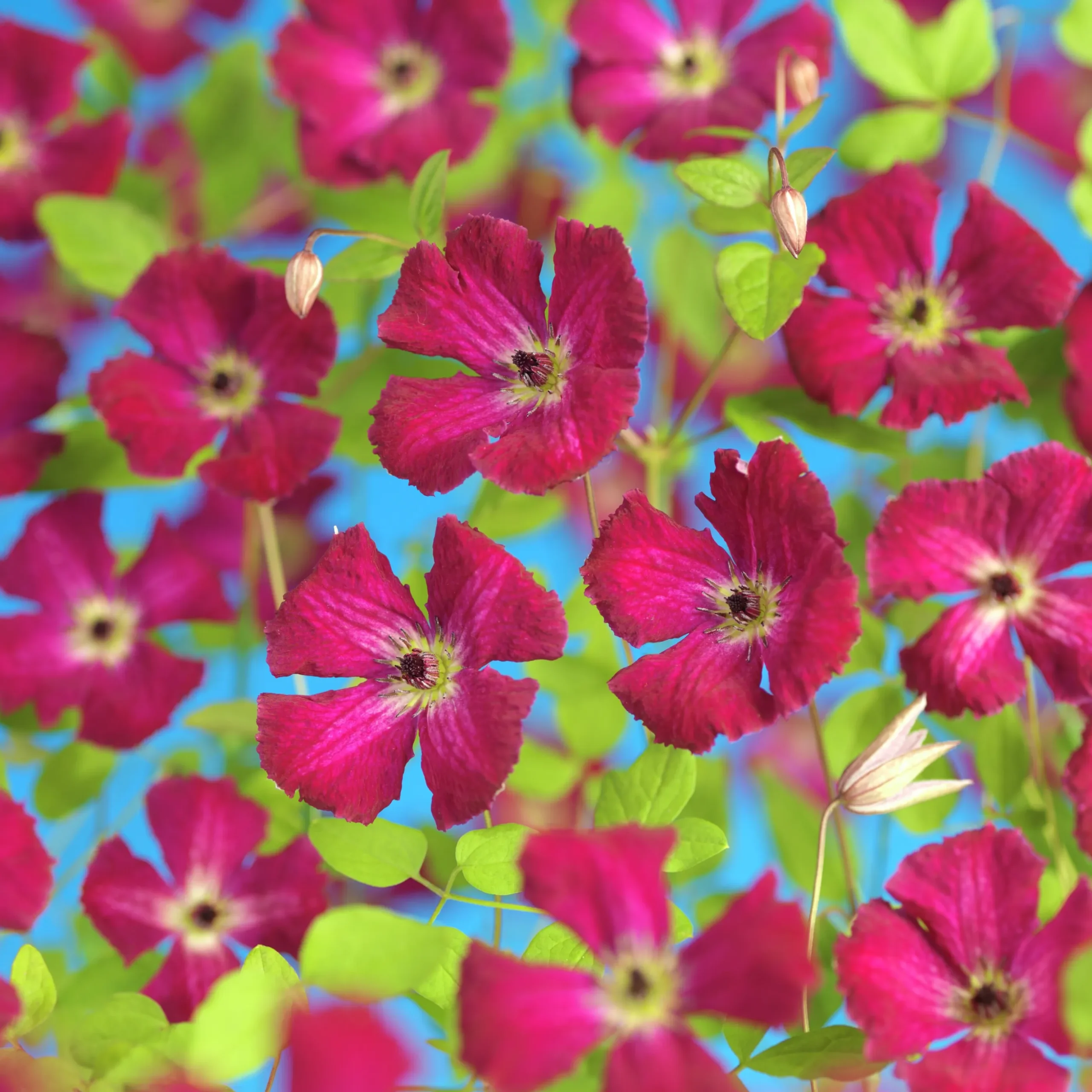 Vippklematis Terniflora 'Rubra'