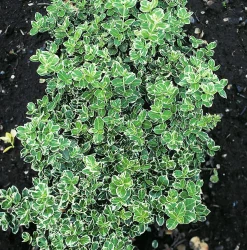 Vitbrokig Klätterbenved 'Emerald Gaiety' D:9-11cm Krukodlad