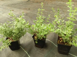 Vitbrokig Klätterbenved 'Emerald Gaiety' D:9-11cm Krukodlad