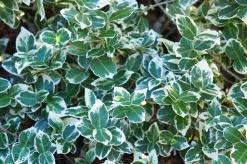 Vitbrokig Klätterbenved 'Emerald Gaiety' D:9-11cm Krukodlad