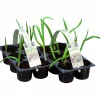 Vitlök lat. Allium sativum