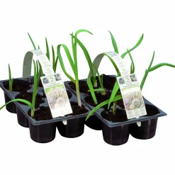 Vitlök lat. Allium sativum