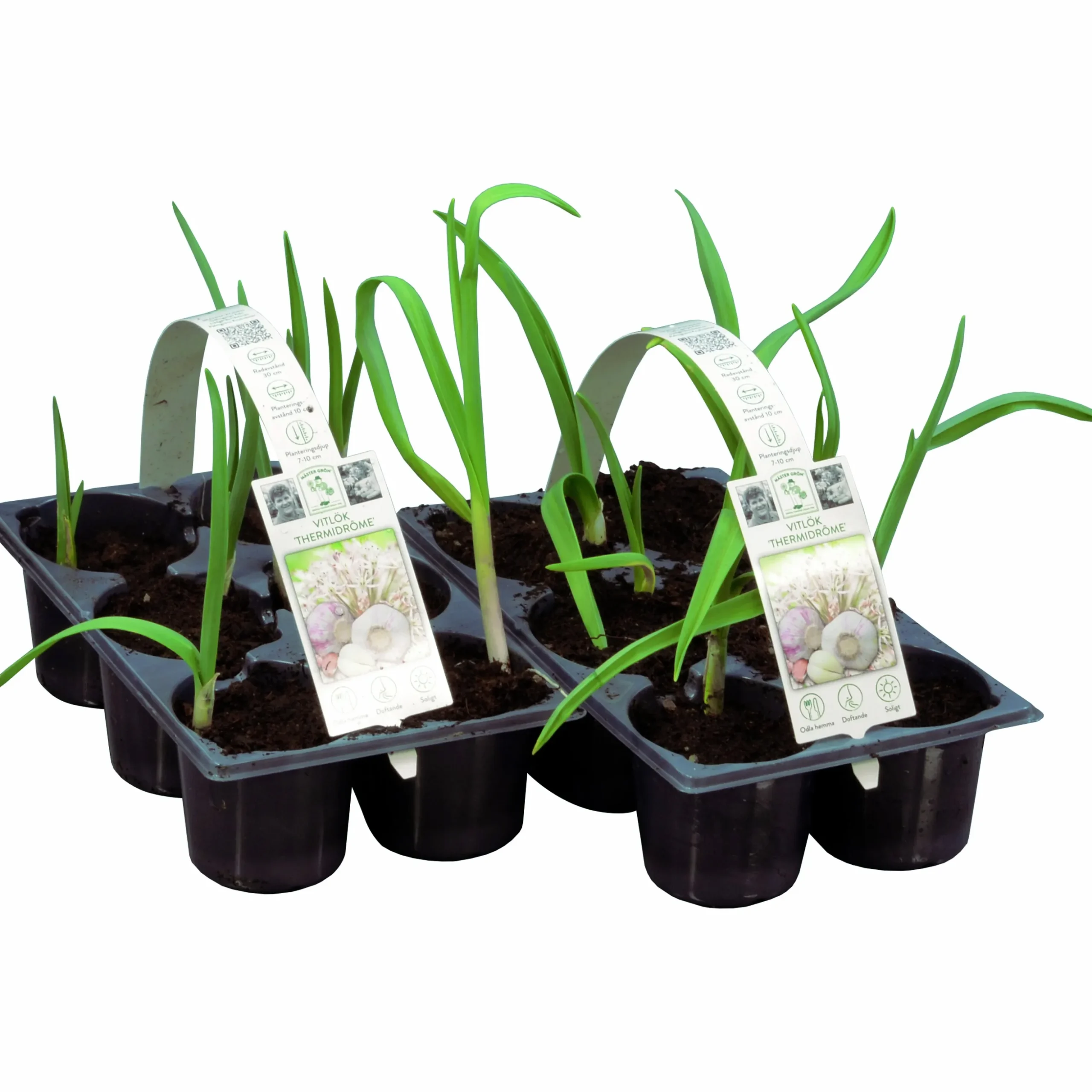 Vitlök lat. Allium sativum