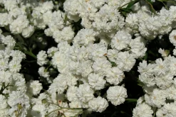 Vitpytta 'The Pearl'