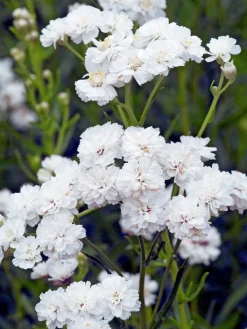 Vitpytta 'The Pearl'