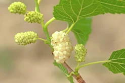 Vitt Mullbär 'Visborg'