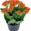 Våreld / Höstglöd lat. Kalanchoe Mix